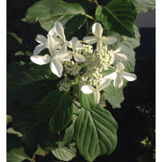 Гортензія волотиста Грейт Стар®/ Ла Вастеріал ᴾᴮᴿ | Hydrangea paniculata Great Star®/ Le Vasterial ᴾᴮᴿ | Гортензия метельчатая Грейт Стар®/ Ла Вастериал ᴾᴮᴿ