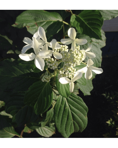 Гортензія волотиста Грейт Стар®/ Ла Вастеріал ᴾᴮᴿ | Hydrangea paniculata Great Star®/ Le Vasterial ᴾᴮᴿ | Гортензия метельчатая Грейт Стар®/ Ла Вастериал ᴾᴮᴿ