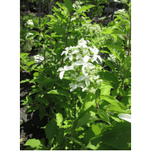 Гортензія волотиста Грейт Стар®/ Ла Вастеріал ᴾᴮᴿ | Hydrangea paniculata Great Star®/ Le Vasterial ᴾᴮᴿ | Гортензия метельчатая Грейт Стар®/ Ла Вастериал ᴾᴮᴿ