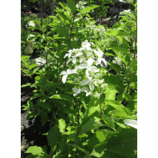 Гортензія волотиста Грейт Стар®/ Ла Вастеріал ᴾᴮᴿ | Hydrangea paniculata Great Star®/ Le Vasterial ᴾᴮᴿ | Гортензия метельчатая Грейт Стар®/ Ла Вастериал ᴾᴮᴿ