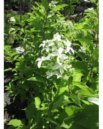 Гортензія волотиста Грейт Стар®/ Ла Вастеріал ᴾᴮᴿ | Hydrangea paniculata Great Star®/ Le Vasterial ᴾᴮᴿ | Гортензия метельчатая Грейт Стар®/ Ла Вастериал ᴾᴮᴿ