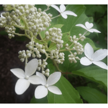 Гортензія волотиста Грейт Стар®/ Ла Вастеріал ᴾᴮᴿ | Hydrangea paniculata Great Star®/ Le Vasterial ᴾᴮᴿ | Гортензия метельчатая Грейт Стар®/ Ла Вастериал ᴾᴮᴿ