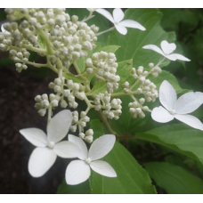 Гортензія волотиста Грейт Стар®/ Ла Вастеріал ᴾᴮᴿ | Hydrangea paniculata Great Star®/ Le Vasterial ᴾᴮᴿ | Гортензия метельчатая Грейт Стар®/ Ла Вастериал ᴾᴮᴿ