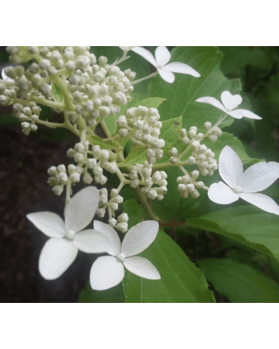 Гортензія волотиста Грейт Стар®/ Ла Вастеріал ᴾᴮᴿ | Hydrangea paniculata Great Star®/ Le Vasterial ᴾᴮᴿ | Гортензия метельчатая Грейт Стар®/ Ла Вастериал ᴾᴮᴿ