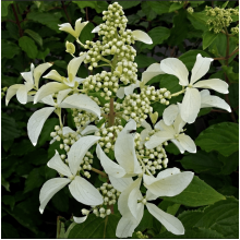 Гортензія волотиста Грейт Стар®/ Ла Вастеріал ᴾᴮᴿ | Hydrangea paniculata Great Star®/ Le Vasterial ᴾᴮᴿ | Гортензия метельчатая Грейт Стар®/ Ла Вастериал ᴾᴮᴿ