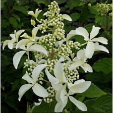 Гортензія волотиста Грейт Стар®/ Ла Вастеріал ᴾᴮᴿ | Hydrangea paniculata Great Star®/ Le Vasterial ᴾᴮᴿ | Гортензия метельчатая Грейт Стар®/ Ла Вастериал ᴾᴮᴿ