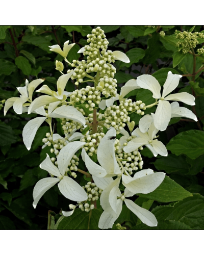 Гортензія волотиста Грейт Стар®/ Ла Вастеріал ᴾᴮᴿ | Hydrangea paniculata Great Star®/ Le Vasterial ᴾᴮᴿ | Гортензия метельчатая Грейт Стар®/ Ла Вастериал ᴾᴮᴿ