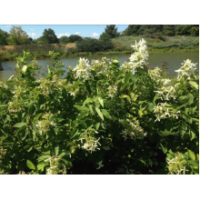 Гортензія волотиста Грейт Стар®/ Ла Вастеріал ᴾᴮᴿ | Hydrangea paniculata Great Star®/ Le Vasterial ᴾᴮᴿ | Гортензия метельчатая Грейт Стар®/ Ла Вастериал ᴾᴮᴿ