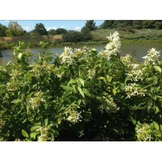 Гортензія волотиста Грейт Стар®/ Ла Вастеріал ᴾᴮᴿ | Hydrangea paniculata Great Star®/ Le Vasterial ᴾᴮᴿ | Гортензия метельчатая Грейт Стар®/ Ла Вастериал ᴾᴮᴿ