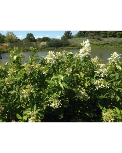 Гортензія волотиста Грейт Стар®/ Ла Вастеріал ᴾᴮᴿ | Hydrangea paniculata Great Star®/ Le Vasterial ᴾᴮᴿ | Гортензия метельчатая Грейт Стар®/ Ла Вастериал ᴾᴮᴿ