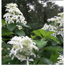 Гортензія волотиста Грейт Стар®/ Ла Вастеріал ᴾᴮᴿ | Hydrangea paniculata Great Star®/ Le Vasterial ᴾᴮᴿ | Гортензия метельчатая Грейт Стар®/ Ла Вастериал ᴾᴮᴿ