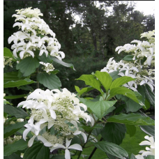 Гортензія волотиста Грейт Стар®/ Ла Вастеріал ᴾᴮᴿ | Hydrangea paniculata Great Star®/ Le Vasterial ᴾᴮᴿ | Гортензия метельчатая Грейт Стар®/ Ла Вастериал ᴾᴮᴿ