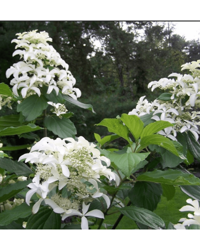 Гортензія волотиста Грейт Стар®/ Ла Вастеріал ᴾᴮᴿ | Hydrangea paniculata Great Star®/ Le Vasterial ᴾᴮᴿ | Гортензия метельчатая Грейт Стар®/ Ла Вастериал ᴾᴮᴿ