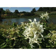 Гортензія волотиста Грейт Стар®/ Ла Вастеріал ᴾᴮᴿ | Hydrangea paniculata Great Star®/ Le Vasterial ᴾᴮᴿ | Гортензия метельчатая Грейт Стар®/ Ла Вастериал ᴾᴮᴿ