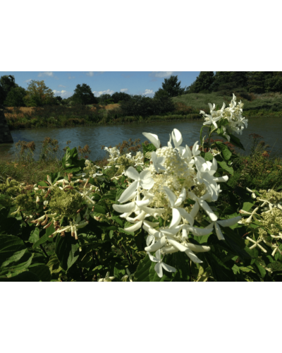 Гортензія волотиста Грейт Стар®/ Ла Вастеріал ᴾᴮᴿ | Hydrangea paniculata Great Star®/ Le Vasterial ᴾᴮᴿ | Гортензия метельчатая Грейт Стар®/ Ла Вастериал ᴾᴮᴿ