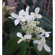 Гортензія волотиста Грейт Стар®/ Ла Вастеріал ᴾᴮᴿ | Hydrangea paniculata Great Star®/ Le Vasterial ᴾᴮᴿ | Гортензия метельчатая Грейт Стар®/ Ла Вастериал ᴾᴮᴿ