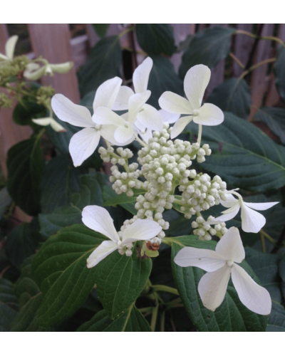 Гортензія волотиста Грейт Стар®/ Ла Вастеріал ᴾᴮᴿ | Hydrangea paniculata Great Star®/ Le Vasterial ᴾᴮᴿ | Гортензия метельчатая Грейт Стар®/ Ла Вастериал ᴾᴮᴿ