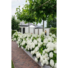 Гортензія деревоподібна Аннабель | Hydrangea arborescens AnnabelleГортензия древовидная Аннабель | Hydrangea arborescens Annabelle