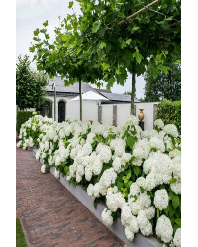 Гортензія деревоподібна Аннабель | Hydrangea arborescens AnnabelleГортензия древовидная Аннабель | Hydrangea arborescens Annabelle