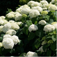 Гортензія деревоподібна Аннабель | Hydrangea arborescens AnnabelleГортензия древовидная Аннабель | Hydrangea arborescens Annabelle