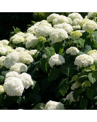 Гортензія деревоподібна Аннабель | Hydrangea arborescens AnnabelleГортензия древовидная Аннабель | Hydrangea arborescens Annabelle