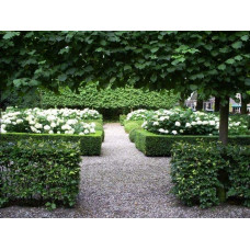 Гортензія деревоподібна Аннабель | Hydrangea arborescens AnnabelleГортензия древовидная Аннабель | Hydrangea arborescens Annabelle