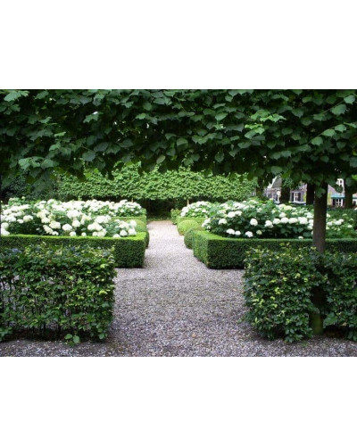 Гортензія деревоподібна Аннабель | Hydrangea arborescens AnnabelleГортензия древовидная Аннабель | Hydrangea arborescens Annabelle