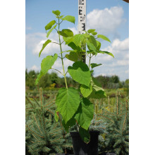 Гортензія деревоподібна Аннабель | Hydrangea arborescens AnnabelleГортензия древовидная Аннабель | Hydrangea arborescens Annabelle