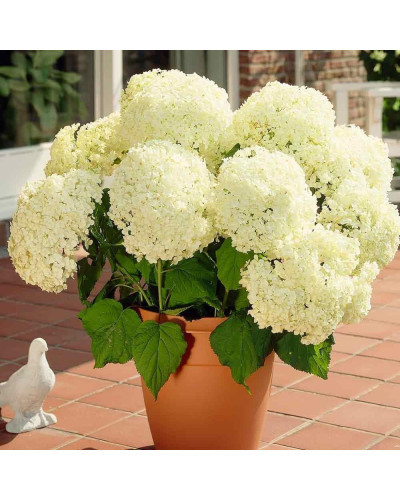 Гортензія деревоподібна Аннабель | Hydrangea arborescens AnnabelleГортензия древовидная Аннабель | Hydrangea arborescens Annabelle