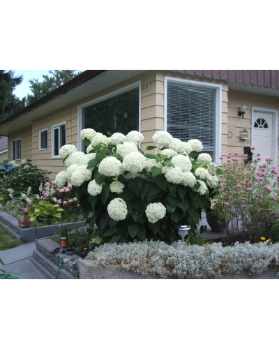 Гортензія деревоподібна Аннабель | Hydrangea arborescens AnnabelleГортензия древовидная Аннабель | Hydrangea arborescens Annabelle