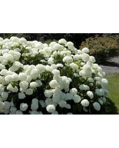 Гортензія деревоподібна Аннабель | Hydrangea arborescens AnnabelleГортензия древовидная Аннабель | Hydrangea arborescens Annabelle
