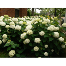 Гортензія деревоподібна Аннабель | Hydrangea arborescens AnnabelleГортензия древовидная Аннабель | Hydrangea arborescens Annabelle