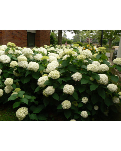 Гортензія деревоподібна Аннабель | Hydrangea arborescens AnnabelleГортензия древовидная Аннабель | Hydrangea arborescens Annabelle