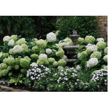 Гортензія деревоподібна Аннабель | Hydrangea arborescens AnnabelleГортензия древовидная Аннабель | Hydrangea arborescens Annabelle