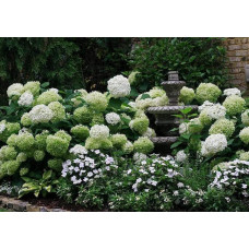 Гортензія деревоподібна Аннабель | Hydrangea arborescens AnnabelleГортензия древовидная Аннабель | Hydrangea arborescens Annabelle