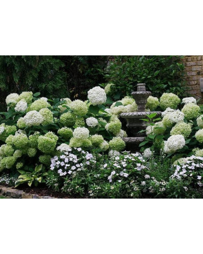 Гортензія деревоподібна Аннабель | Hydrangea arborescens AnnabelleГортензия древовидная Аннабель | Hydrangea arborescens Annabelle