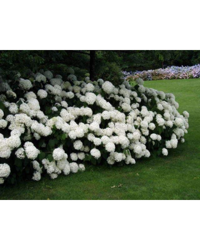 Гортензія деревоподібна Аннабель | Hydrangea arborescens AnnabelleГортензия древовидная Аннабель | Hydrangea arborescens Annabelle