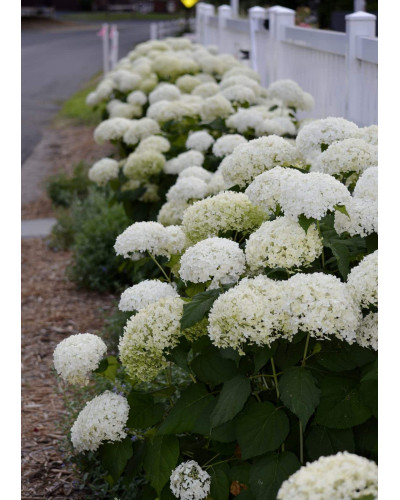 Гортензія деревоподібна Аннабель | Hydrangea arborescens AnnabelleГортензия древовидная Аннабель | Hydrangea arborescens Annabelle