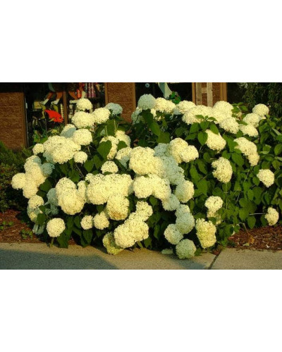 Гортензія деревоподібна Аннабель | Hydrangea arborescens AnnabelleГортензия древовидная Аннабель | Hydrangea arborescens Annabelle