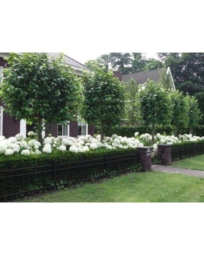 Гортензія деревоподібна Аннабель | Hydrangea arborescens AnnabelleГортензия древовидная Аннабель | Hydrangea arborescens Annabelle