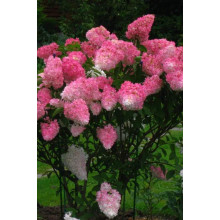 Гортензія волотиста Фрайз Мельба | Hydrangea paniculata Fraise Melba | Гортензия метельчатая Фрайз Мельба