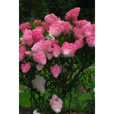 Гортензія волотиста Фрайз Мельба | Hydrangea paniculata Fraise Melba | Гортензия метельчатая Фрайз Мельба