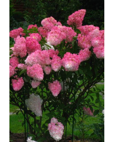 Гортензія волотиста Фрайз Мельба | Hydrangea paniculata Fraise Melba | Гортензия метельчатая Фрайз Мельба