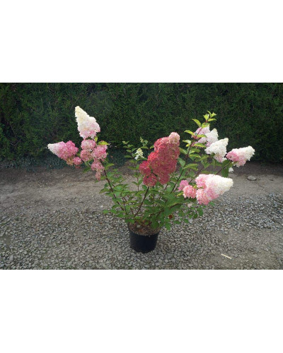 Гортензія волотиста Фрайз Мельба | Hydrangea paniculata Fraise Melba | Гортензия метельчатая Фрайз Мельба