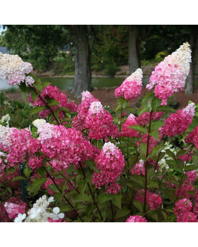 Гортензія волотиста Фрайз Мельба | Hydrangea paniculata Fraise Melba | Гортензия метельчатая Фрайз Мельба