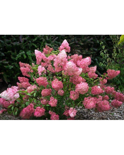 Гортензія волотиста Фрайз Мельба | Hydrangea paniculata Fraise Melba | Гортензия метельчатая Фрайз Мельба