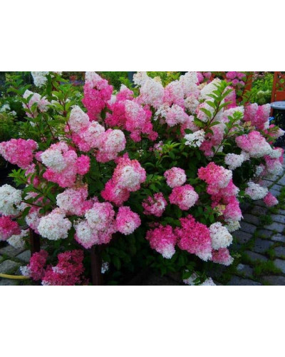 Гортензія волотиста Фрайз Мельба | Hydrangea paniculata Fraise Melba | Гортензия метельчатая Фрайз Мельба