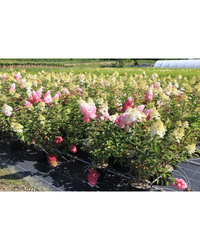 Гортензія волотиста Фрайз Мельба | Hydrangea paniculata Fraise Melba | Гортензия метельчатая Фрайз Мельба