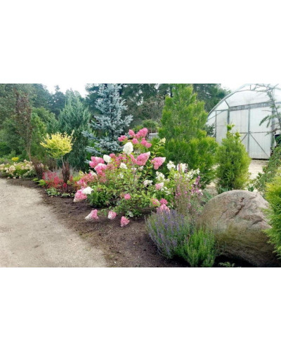 Гортензія волотиста Фрайз Мельба | Hydrangea paniculata Fraise Melba | Гортензия метельчатая Фрайз Мельба