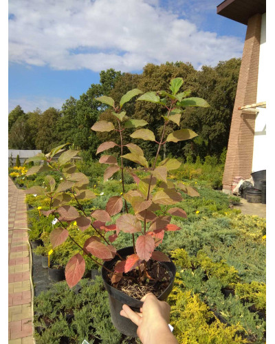 Гортензія волотиста Фрайз Мельба | Hydrangea paniculata Fraise Melba | Гортензия метельчатая Фрайз Мельба